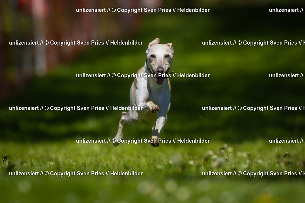 Hunderennen_April_2026_272 | 2026-04-26 - Hunderennen Baden-Oos April 2026 - Realisiert mit Pictrs.com