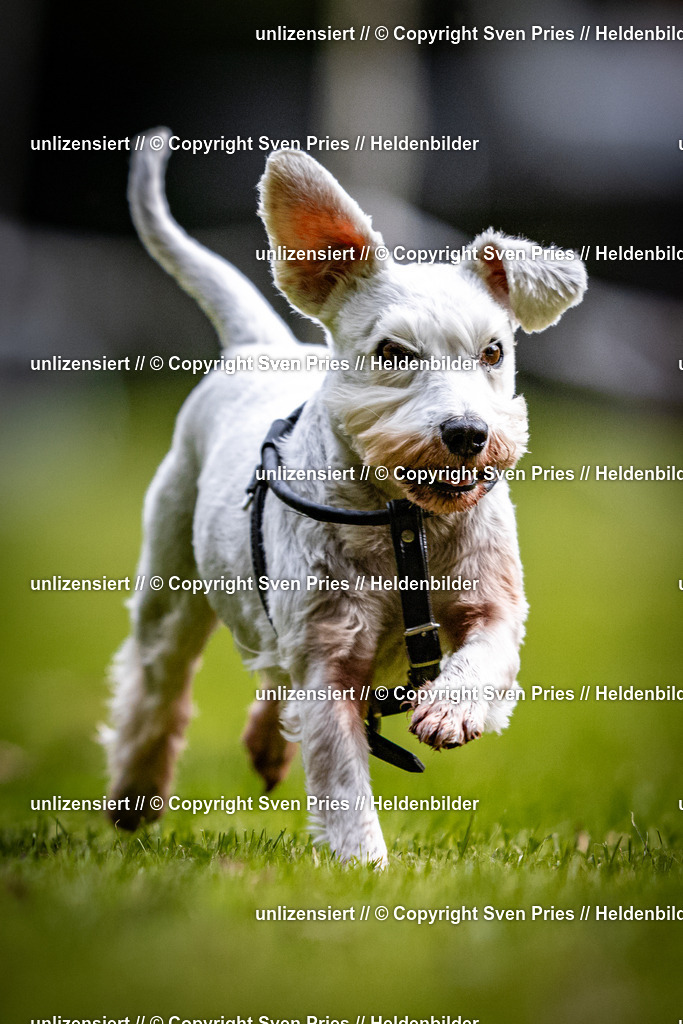 Sven Pries | 2025-10-03 - Hunderennen Obergrombach - Realisiert mit Pictrs.com