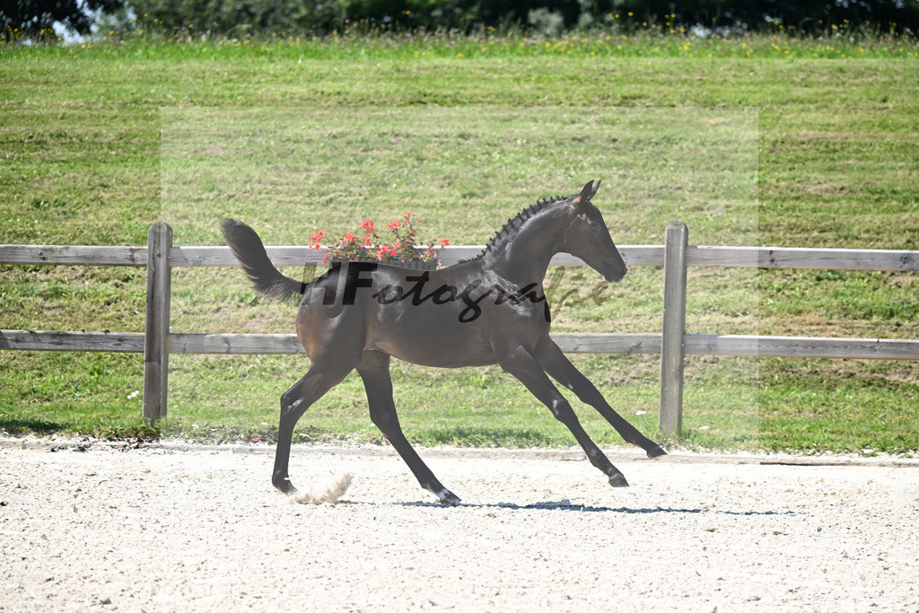Kat-Nr. 17 Decurio x Belissimo M_SF_Kaestele_24250464 | hf-fotografie - Realisiert mit Pictrs.com