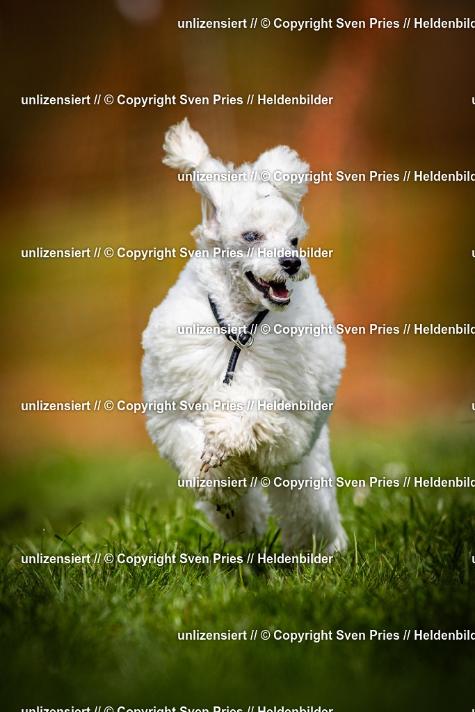 Sven Pries | 2025-04-13 - Hunderennen Baden-Baden - Realisiert mit Pictrs.com