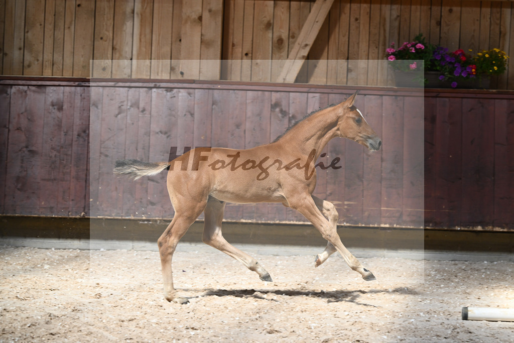 Kat-Nr. 26 HF Chinchero x Coupie_Haarmann_32240182 | hf-fotografie - Realisiert mit Pictrs.com
