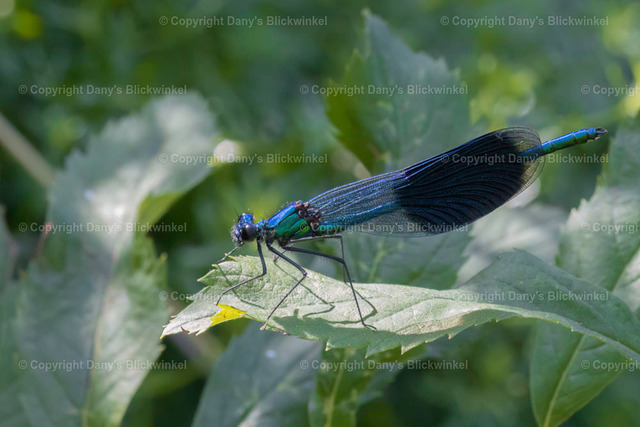 202131 | Tierfotografie, Tierkalender, Tierbilder, Insekten, Spinnen, Vögel, Schmetterling, Libellen, Leinwand, Colorkey, Qualität, Geschenkartikel, Geschenk - Realisiert mit Pictrs.com