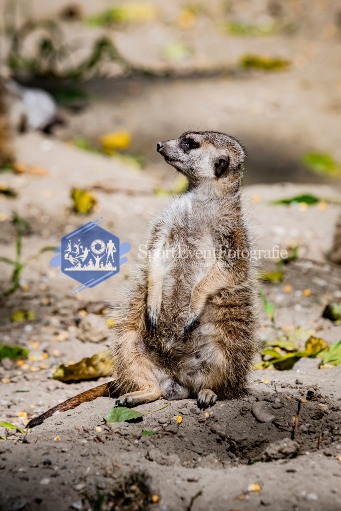 IMG_3633 | SportEventFotografie - Roman Stoiber