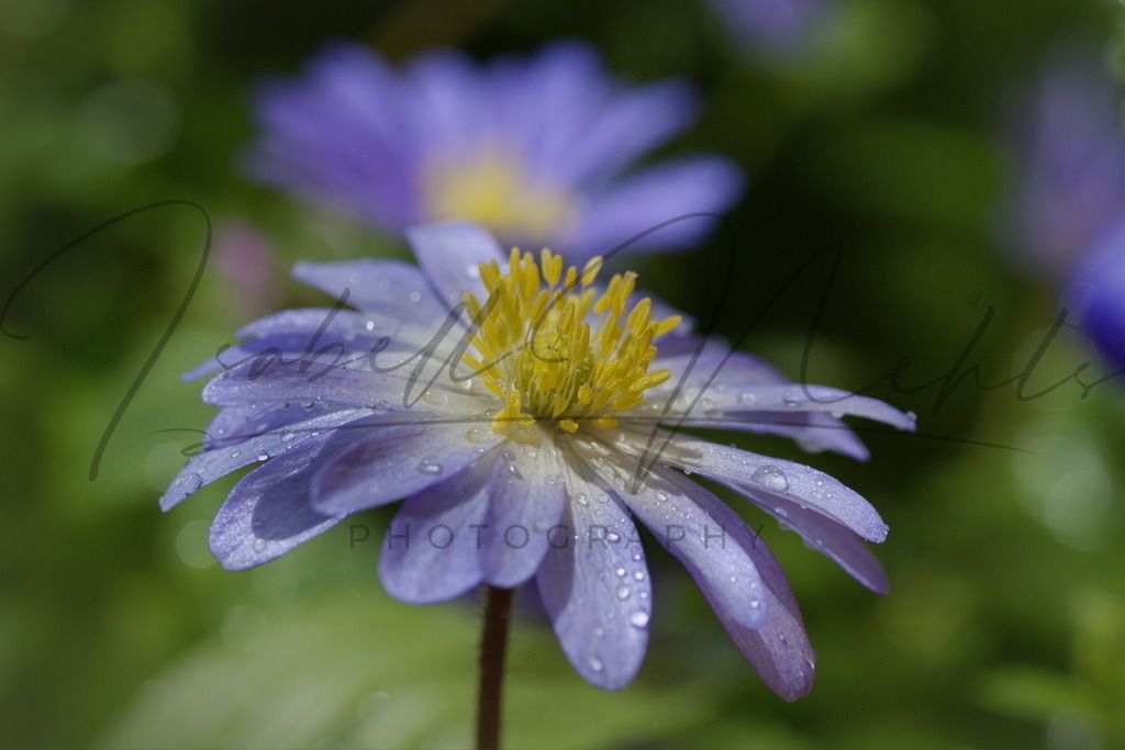 064_Anemone | i-n-photography - Realisiert mit Pictrs.com