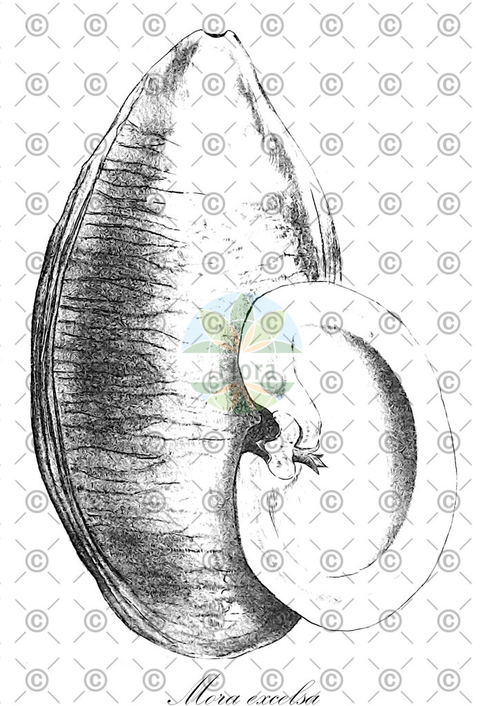 HistAbb_wfo-0000784953_1_ENZY_Simple | Historische Abbildung von Mora excelsa - Fabaceae | Historical Illustration of Mora excelsa - Fabaceae