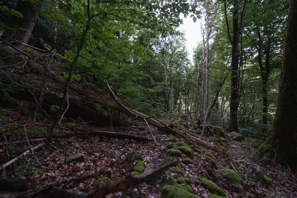 ZD250916092417 | Fotoshop von zweidimensional Fotografie. Ihr Fotograf im Aargau. Abzüge von Ihrem Fotobox Event bestellen.Abzüge von Ihrem Hochzeit bestellen.Abzüge von Ihrem Schulfotograf bestellen.