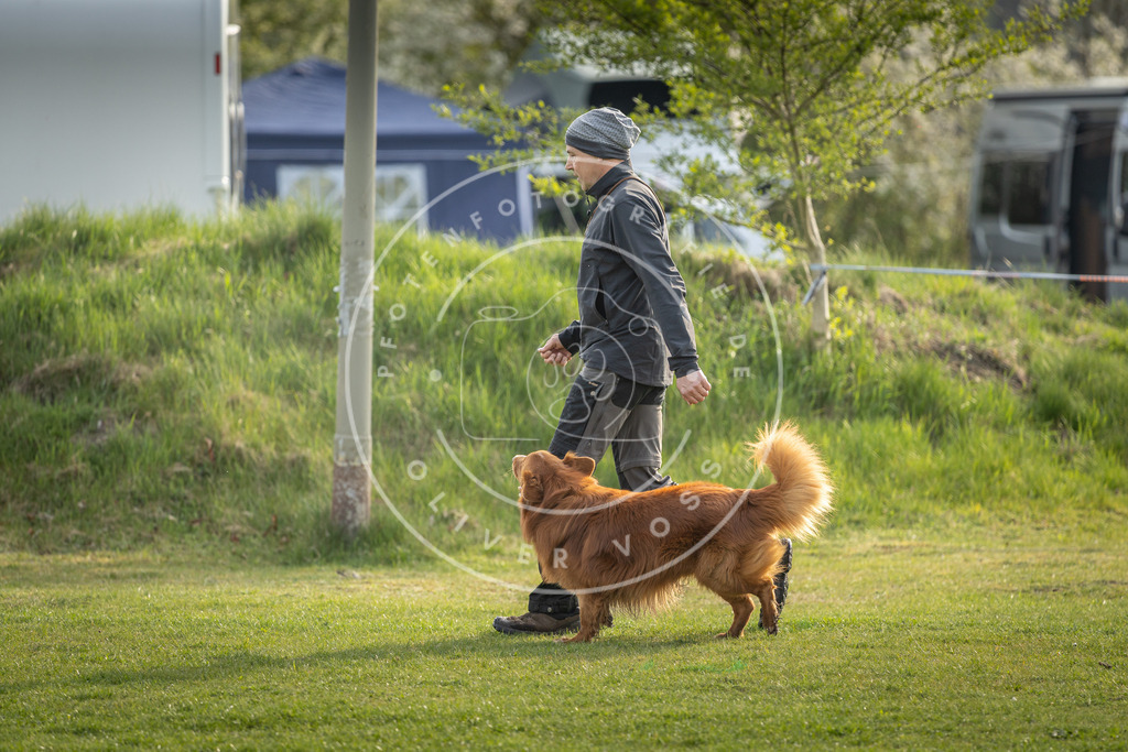 Pfotenfotografie_DV3A4764 | Hundefotografie, Tierfotograf, Pfotenfotografie, Fotoshooting Hund, Hunde Portrait, Hundesport, Hundeportraits, Heideshooting, Hunde, Sportfotograf, Hundefotograf, Turnierhundsport, THS,  - Realisiert mit Pictrs.com