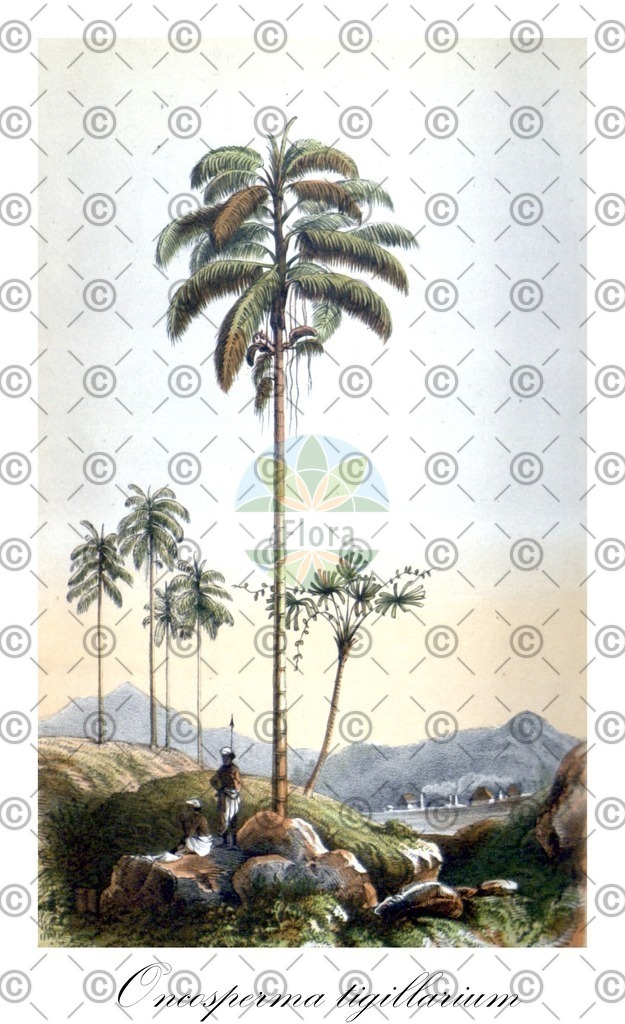 HistAbb_wfo-0001085406_1_ENZY_Simple | Historische Abbildung von Oncosperma tigillarium - Arecaceae | Historical Illustration of Oncosperma tigillarium - Arecaceae