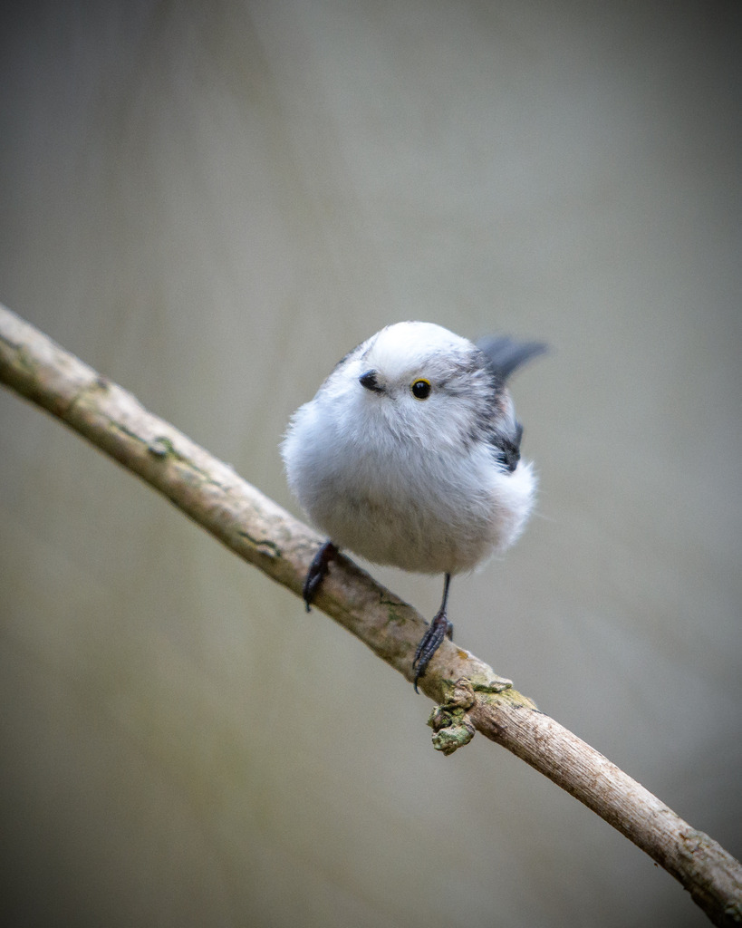 DSC_0354 | Ich bin Fotograf aus Neuburg an der Donau und spezialisiere mich auf Wildlife-Fotografie, Landschaftsaufnahmen und Portraits.Ob Hochzeit, Familienbilder oder Naturaufnahmen – ich fange echte Momente ein, die bleiben. 