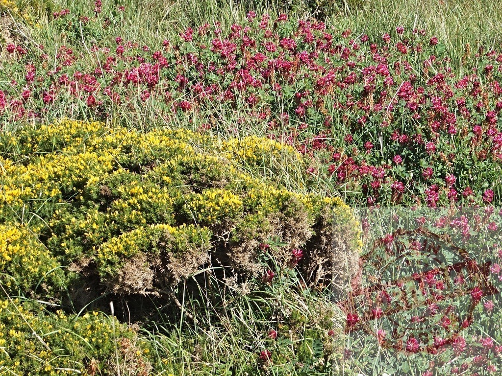Common gorse and restharrow growing in a meadow | Yellow flowers of common gorse and purple flowers of restharrow growing together in a meadow - Realisiert mit Pictrs.com