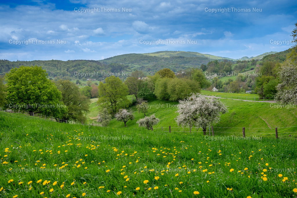 Wilmshausen-Fruehling-Bensheim-Fotografie-Thomas-Neu-33 | Frühlingslandschaft bei Wilmshausen, einem Stadtteil von Bensheim an der Hessischen Bergstraße. Blühende Streuobstwiesen, saftig grüne Wiesen und die locker bebauten Häuser des Ortes prägen das idyllische Bild. Im Hintergrund erheben sich die bewaldeten Höhen des Odenwaldes. Typische Kulturlandschaft der Bergstraße zur Obstblütezeit.Bild: THomas Neu