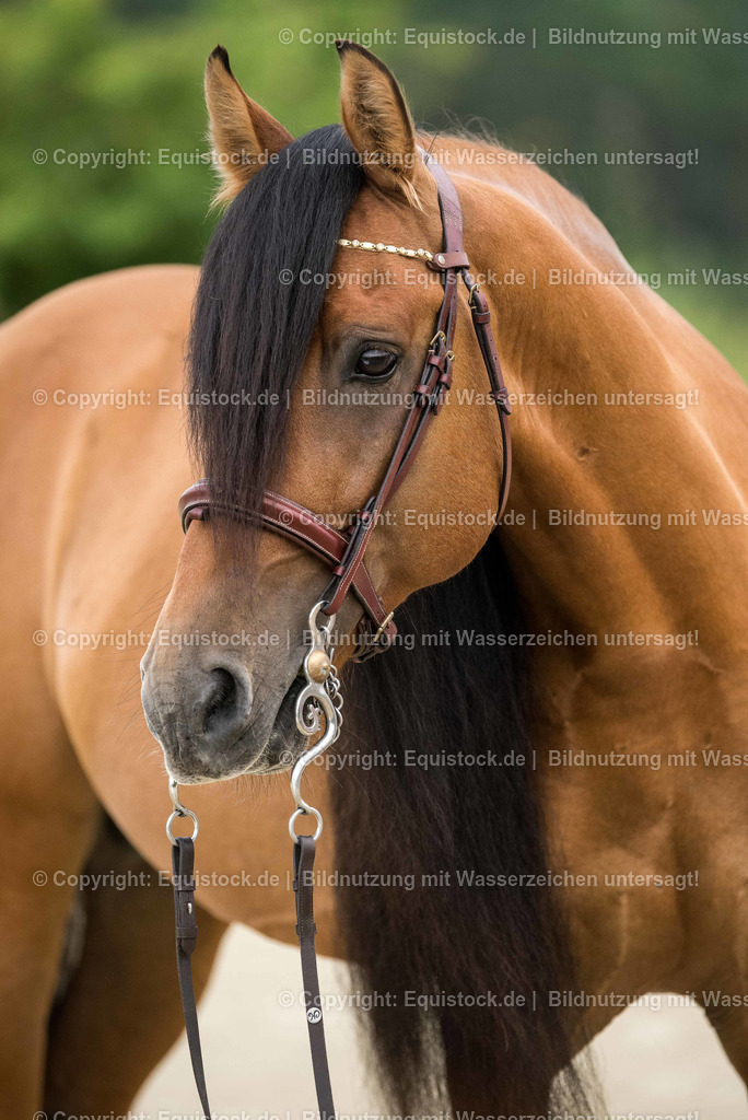 20160628_Mustang-_Hengst_0001 | Foto: Thomas Hartig