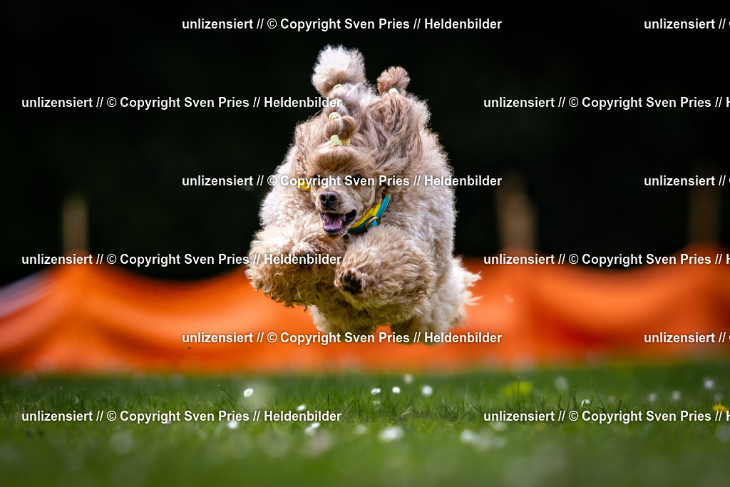 Sven Pries | 2026-05-14 - Hunderennen KA Durlach Vatertag 2026 - Realisiert mit Pictrs.com