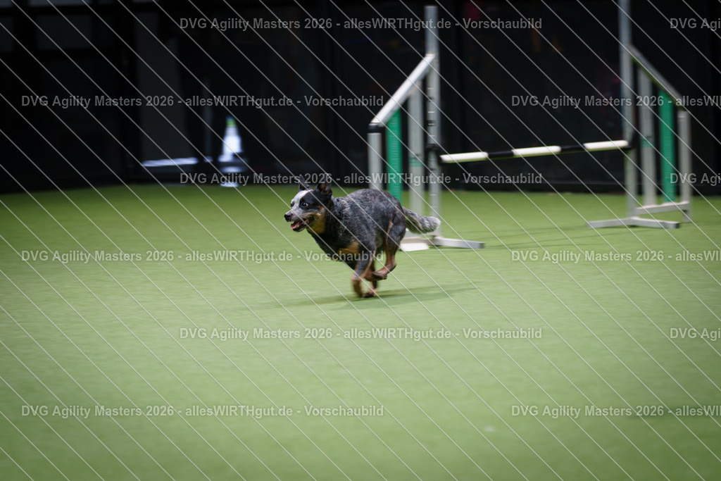 allesWIRTHgut_Tierfotografie-DVG_Agility_Masters_2026-14_25-7R504669 | Professionelle Tierfotografie in Mönchengladbach von Daniel Wirth (allesWIRTHgut). Liebevolle & natürliche Bilder von Hunden & Katzen für unvergessliche Erinnerungen.