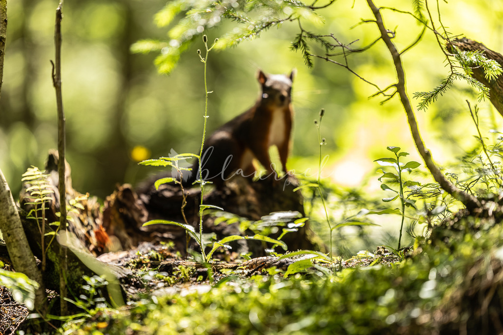 _01A5886 | Sportbilder, Sportfotograf, Hochzeits- und Eventfotografin, Flugshows, Portraits und Tiershooting, Aviation, Downhill, Nationalleague, Swissleague, International