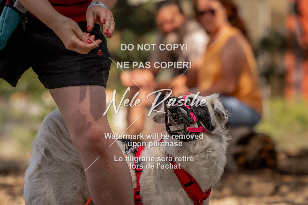 nelerasche_soDD2_380 | nelerasche