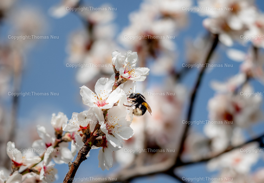 Hummel-Mandelbluete-Bergstrasse-Weinberge-Fruehling-hessische-bergstrasse-Bensheim-Heppenheim-Fotografie-Thomas_neu-1457 | Die Mandelblüte an der Hessischen Bergstraße gehört zu den schönsten Frühlingsmomenten der Region. Ein blühender Mandelbaum steht oberhalb der Weinberge zwischen Bensheim und Heppenheim und bietet einen weiten Blick über die Rebenlandschaft.  Die Kombination aus blühenden Mandelbäumen, Weinbergen und der sanften Landschaft der Bergstraße macht diese Szene zu einem typischen Motiv des Frühlings in Südhessen.,Bild: Thomas Neu