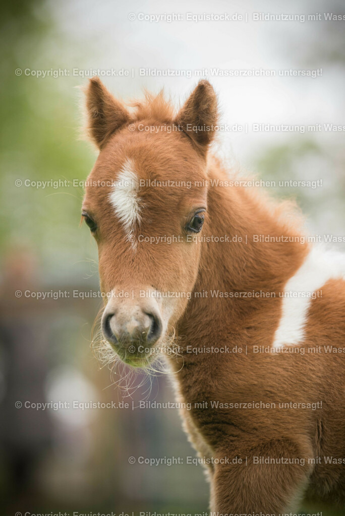 20150502_Fohlen_0007 | equistock