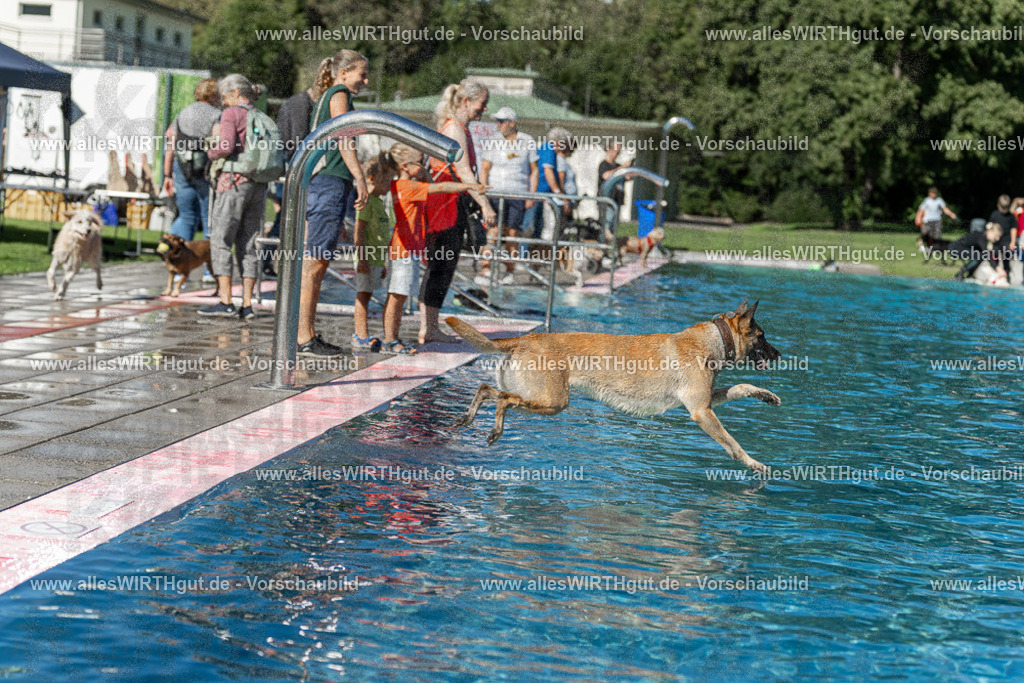 Hundeschwimmen_Volksbad_2026-allesWIRTHgut_Tierfotografie-2609061127-103753-7R509645 | Professionelle Tierfotografie in Mönchengladbach von Daniel Wirth (allesWIRTHgut). Liebevolle & natürliche Bilder von Hunden & Katzen für unvergessliche Erinnerungen.