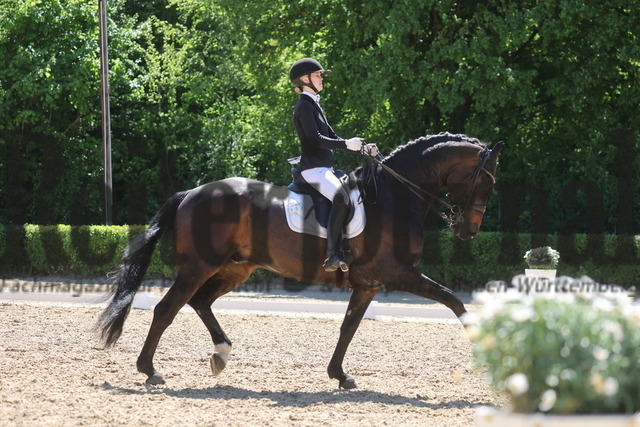 Böblingen_2025_Prfg.Nr.08_Dressurprüfung_Kl.M_Nürnberger Burgpokal_Allegra Elisabeth Hüttig_Impala VIP (23) | Alle Fotos der Reiterjournal Fotografin Doris Matthaes im Reiterjournal Online-Fotoshop. - Realisiert mit Pictrs.com