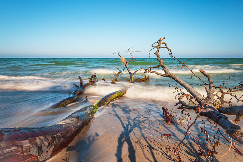Umgestürzter Baum am Weststrand auf dem Fischland-Darß | Umgestürzter Baum am Weststrand auf dem Fischland-Darß.