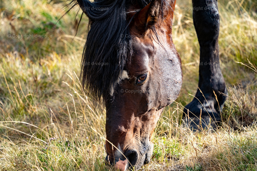 DSC01554 | d-vogue - Realisiert mit Pictrs.com