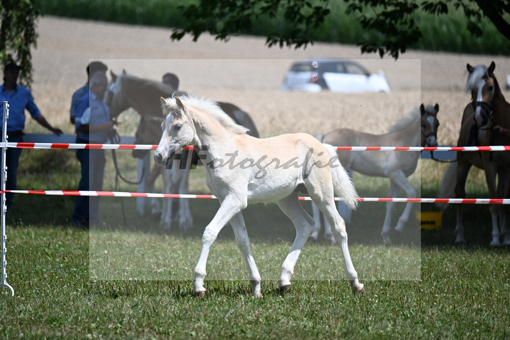 Kat-Nr. 21 HF v. Nachtprinz x Negresko_Kerscher_22250510 | hf-fotografie - Realisiert mit Pictrs.com