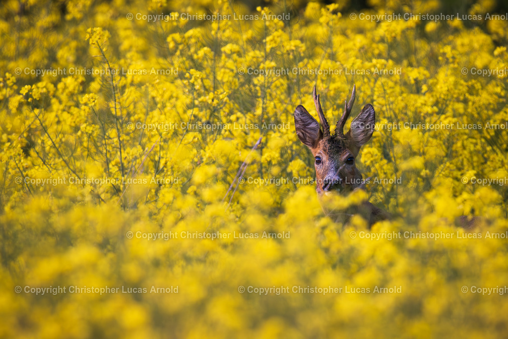 Rehbock im Rapsfeld | bildkomponist - Realisiert mit Pictrs.com