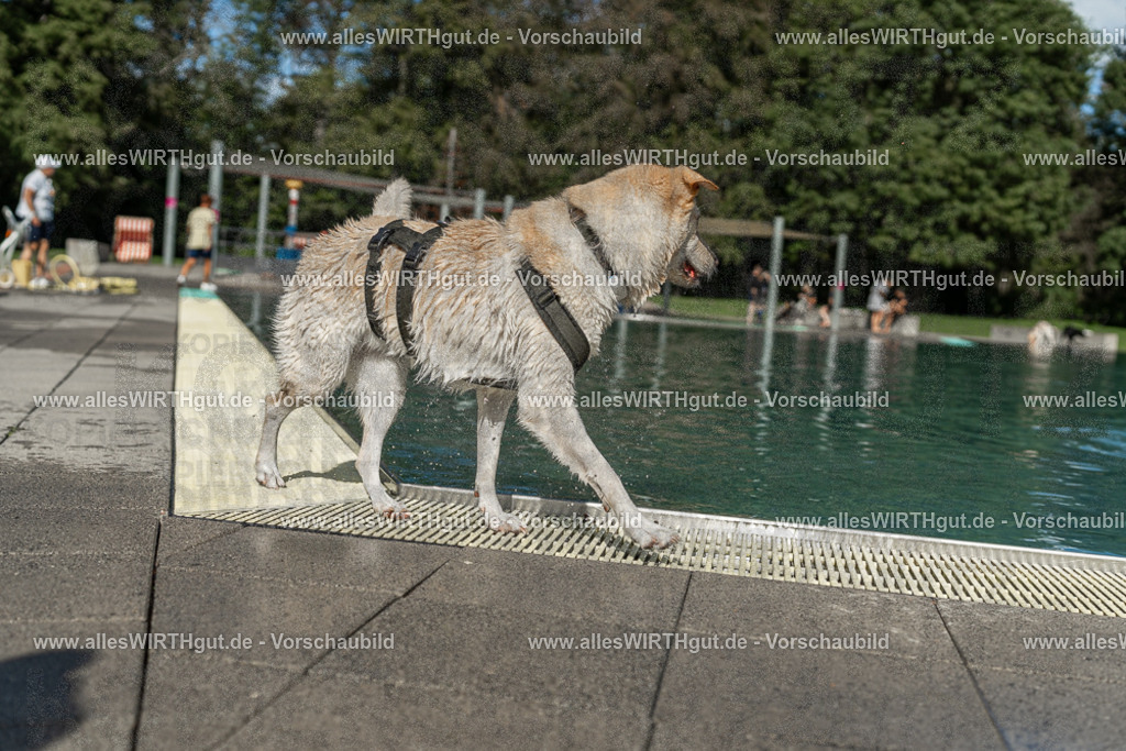 Hundeschwimmen_Volksbad_2026-allesWIRTHgut_Tierfotografie-2609061555-7R502035 | Professionelle Tierfotografie in Mönchengladbach von Daniel Wirth (allesWIRTHgut). Liebevolle & natürliche Bilder von Hunden & Katzen für unvergessliche Erinnerungen.
