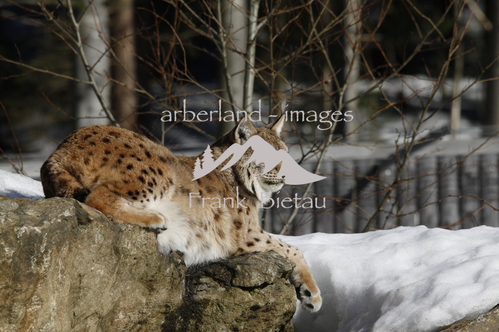 20110209_0155 | Medien- Sport- Entertainmentfotos