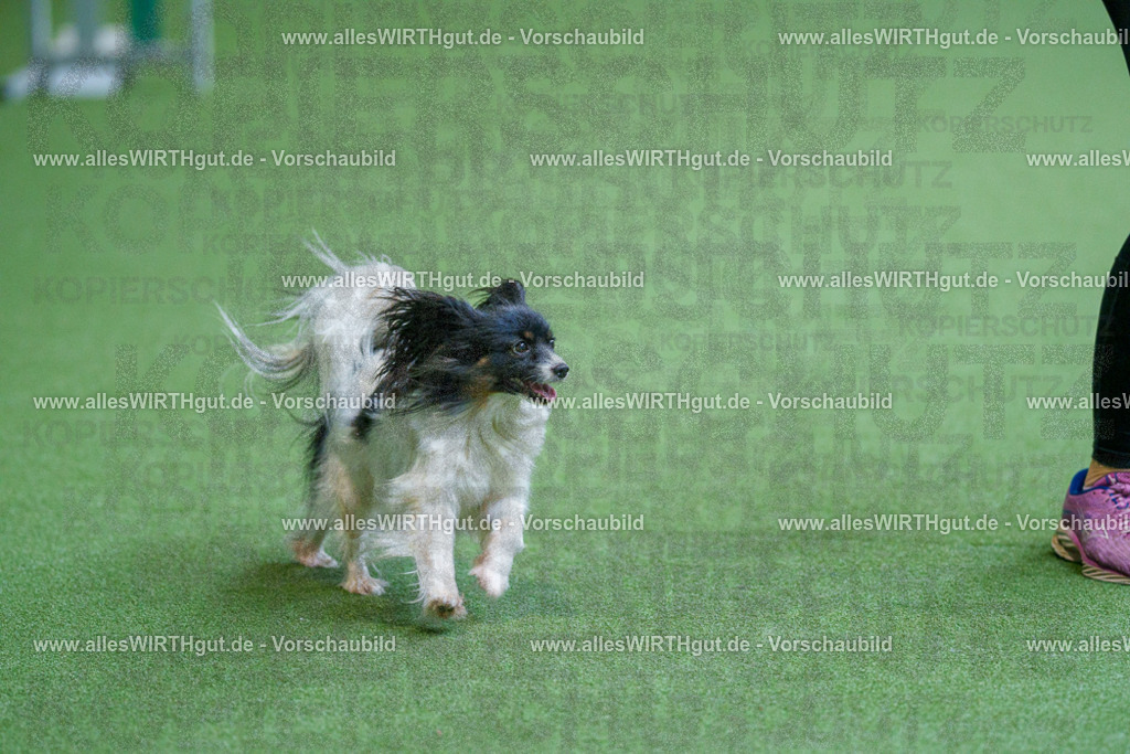 @allesWIRTHgut_Tierfotografie - www.allesWIRTHgut.de - 2604251449-7R505605 | Professionelle Tierfotografie in Mönchengladbach von Daniel Wirth (allesWIRTHgut). Liebevolle & natürliche Bilder von Hunden & Katzen für unvergessliche Erinnerungen.