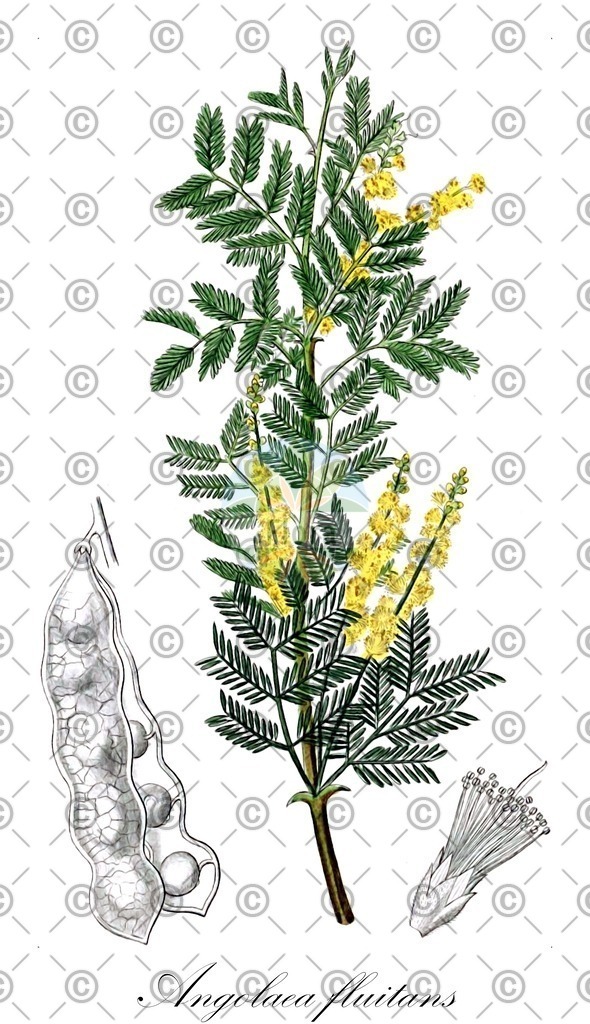 HistAbb_wfo-0000536542_338_ENZY_Simple | Historische Abbildung von Angolaea fluitans - Podostemaceae | Historical Illustration of Angolaea fluitans - Podostemaceae