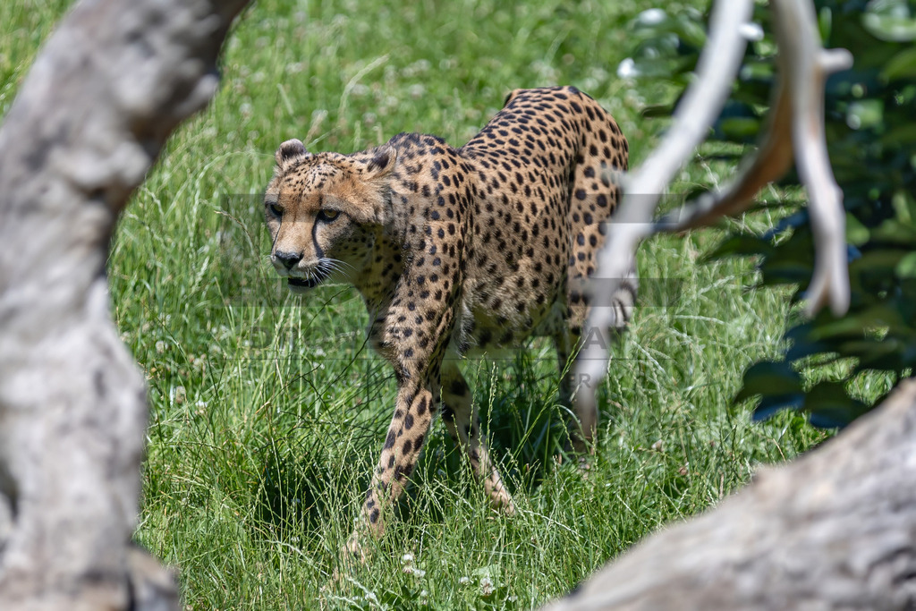 Gepard in Bewegung | Ein Gepard durchstreift das hohe Gras. Kraft, Eleganz und Geschwindigkeit vereinen sich in diesem Moment der Wildtierfotografie. - Realisiert mit Pictrs.com