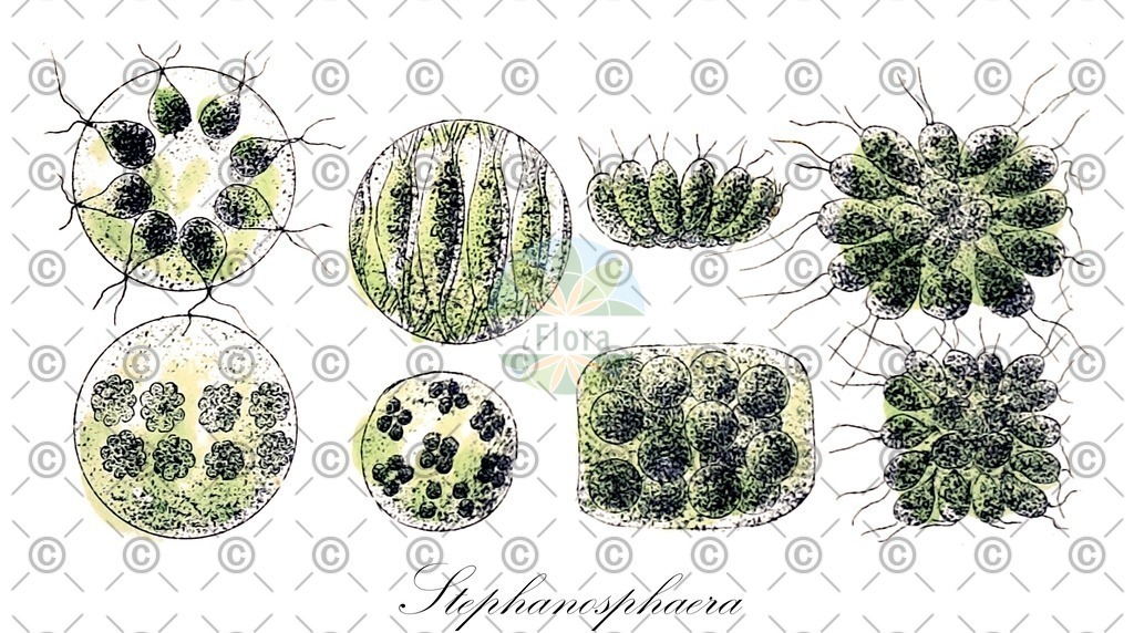 HistAbb_wfo-0000431131_2_ENZY_Simple | Historische Abbildung von Stephanosphaera - Haematococcaceae (0) | Historical Illustration of Stephanosphaera - Haematococcaceae (0)