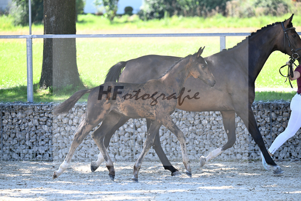 Kat-Nr. 4 Diathletico x Chacfly PS_HF_Leis_26250303 | hf-fotografie - Realisiert mit Pictrs.com