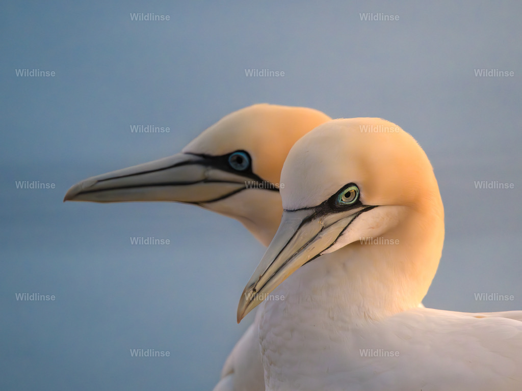 Wildlinse-240417-1-3 | Willkommen bei Wildlinse. Wildtierfotografien aus Schleswig-Holstein: Entdecke einzigartige Fine-Art-Prints und Poster, die Ruhe, Wildnis und die Schönheit unserer heimischen Tierwelt in dein Zuhause bringen. - Realisiert mit Pictrs.com