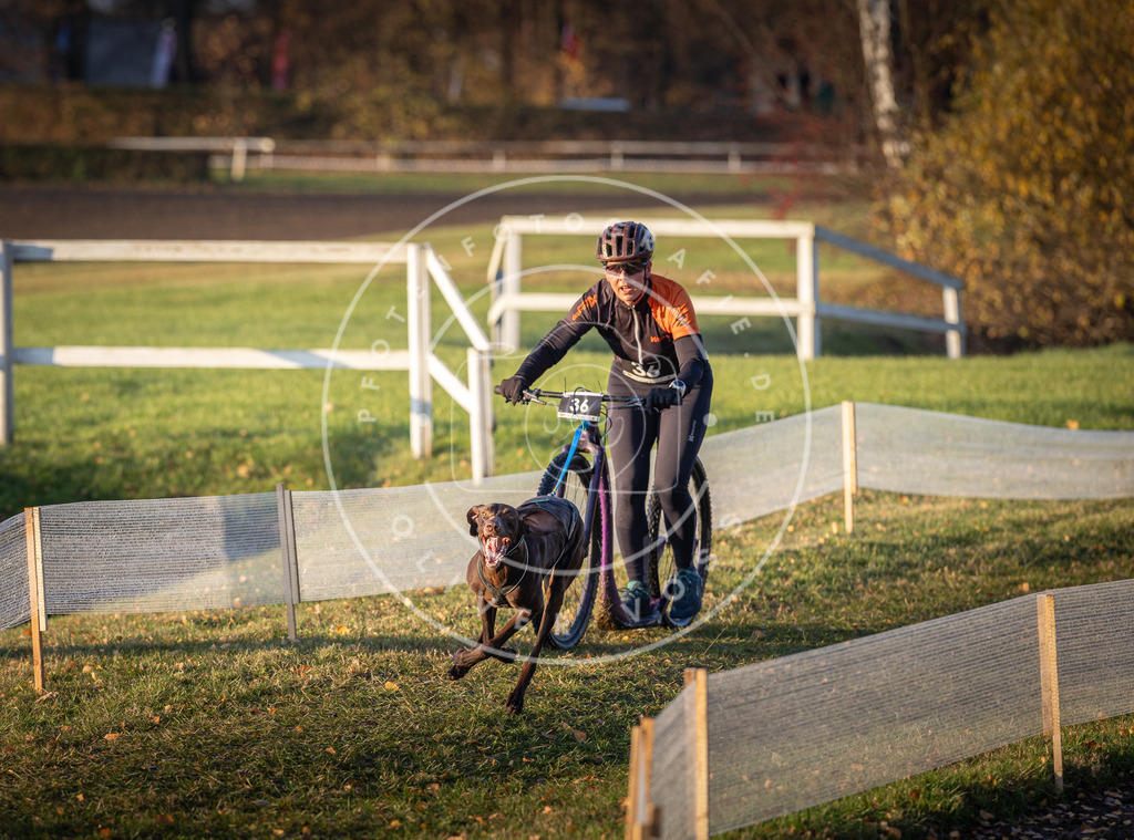 CaniXpix_DV3A0100 | Hundefotografie, Tierfotograf, Pfotenfotografie, Fotoshooting Hund, Hunde Portrait, Hundesport, Hundeportraits, Heideshooting, Hunde, Sportfotograf, Hundefotograf, Turnierhundsport, THS,  - Realisiert mit Pictrs.com