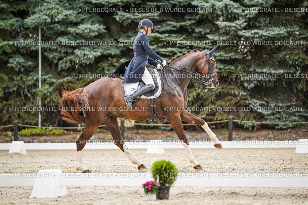 DSC07879 | Pferdegrafie