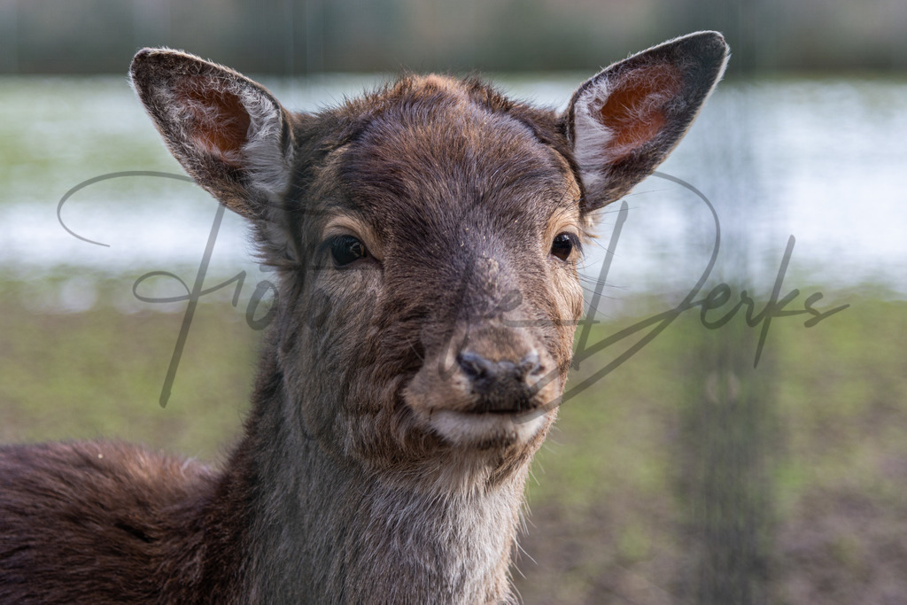 tiere-1-3 | fotografie-derks - Realisiert mit Pictrs.com