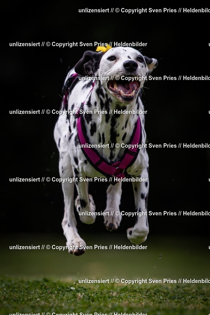 Sven Pries | 19. Allgemeines Hunderennen Karlsruhe Durlach - Realisiert mit Pictrs.com