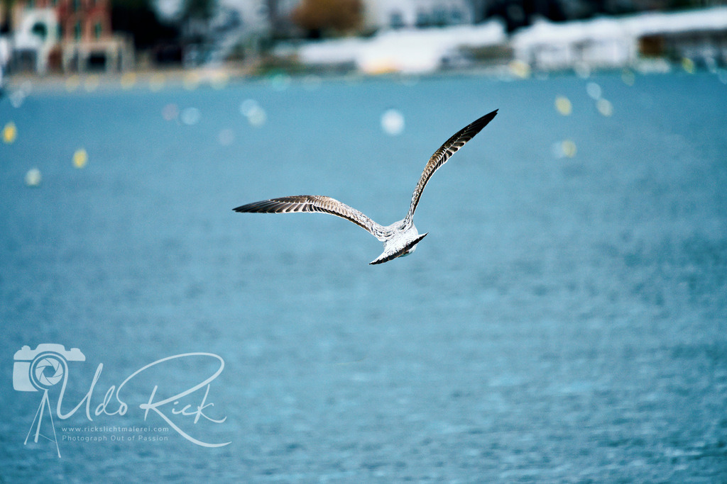 Mittelmeermöwe4 | Entdecken Sie Fotografie aus Leidenschaft: Auftragsfotografie, HD-Fotos, Geschenkartikel aus Ihren Bildern und vieles mehr. Beauftragen Sie uns für besondere Momente!