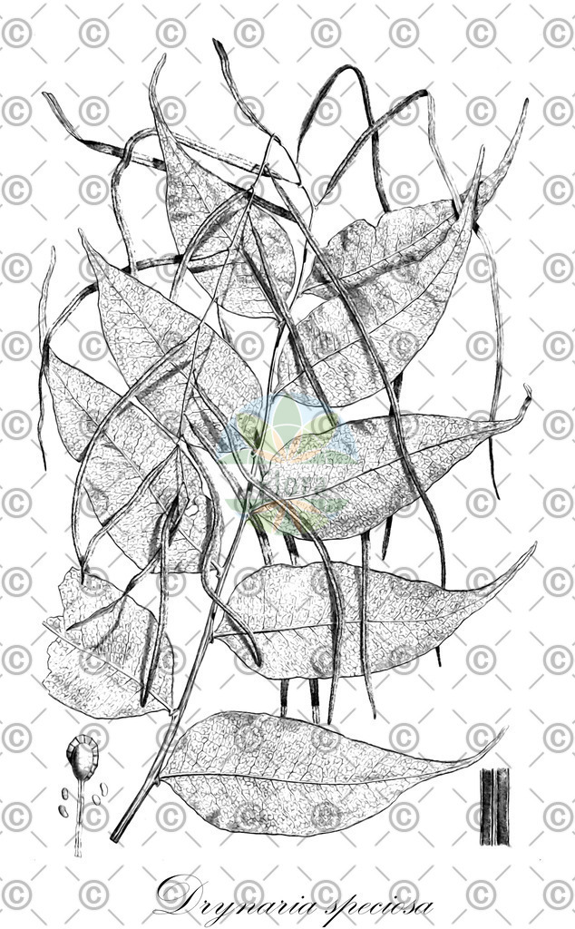 HistAbb_wfo-0000657511_1_ENZY_Simple | Historische Abbildung von Drynaria speciosa - Polypodiaceae | Historical Illustration of Drynaria speciosa - Polypodiaceae