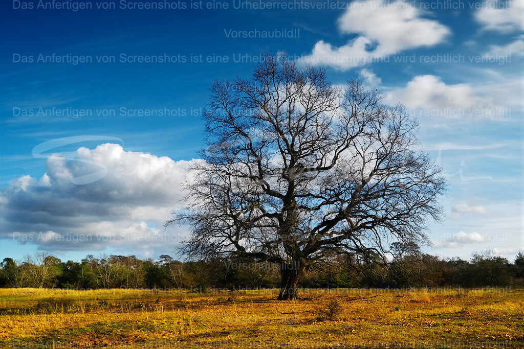 Alte Eiche | People- und Tierfotografie, Imageaufnahmen, Veranstaltungsfotografie und Wandbilder aus der Natur ★ Made in Germany ✔️ Druck + Downloads ✔️ Naturfotografie in Top Qualität ★ schneller Versand, weltweite Lieferung! - Realisiert mit Pictrs.com