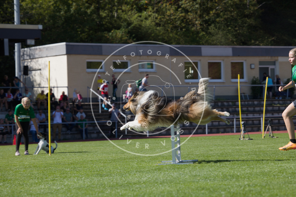 0L8A7330 | Hundefotografie, Tierfotograf, Pfotenfotografie, Fotoshooting Hund, Hunde Portrait, Hundesport, Hundeportraits, Heideshooting, Hunde, Sportfotograf, Hundefotograf, Turnierhundsport, THS,  - Realisiert mit Pictrs.com