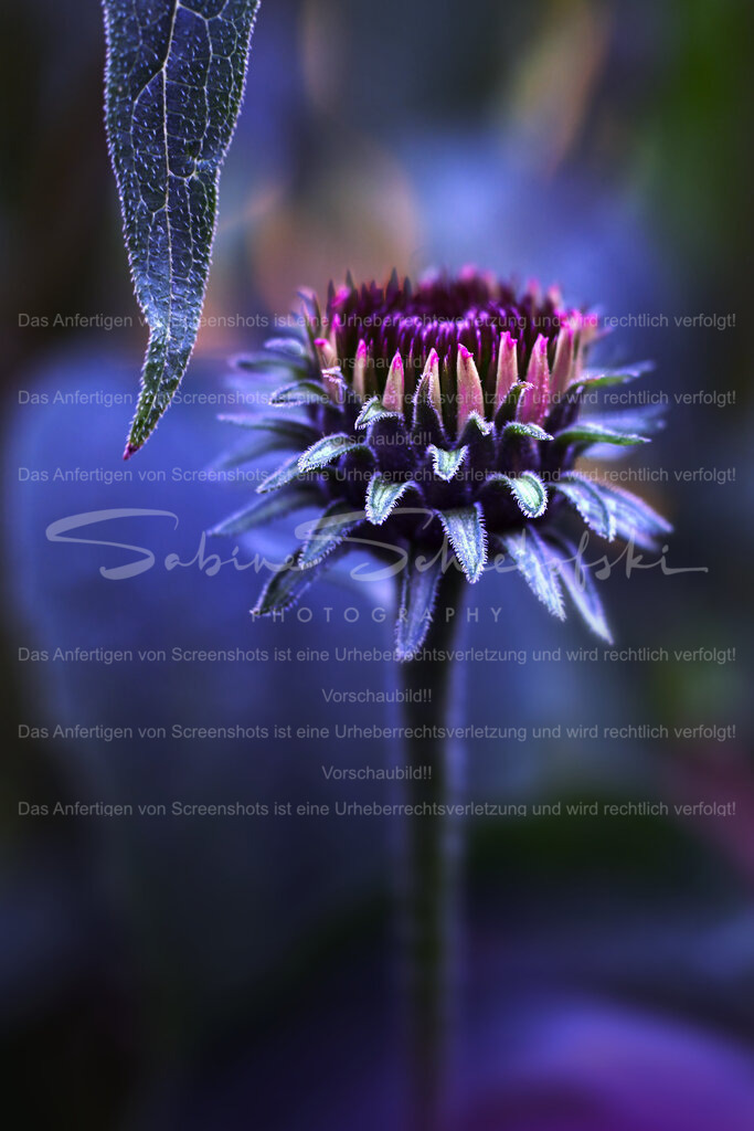 Wandbild "aufblühender Sonnenhut" | People- und Tierfotografie, Imageaufnahmen, Veranstaltungsfotografie und Wandbilder aus der Natur ★ Made in Germany ✔️ Druck + Downloads ✔️ Naturfotografie in Top Qualität ★ schneller Versand, weltweite Lieferung! - Realisiert mit Pictrs.com