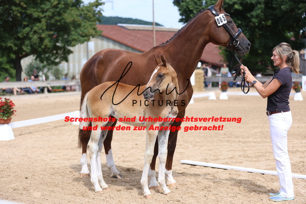 Fohlenschau_Schwäbisch_Hall_dressurbetonte_Fohlen_KN 5_10 | lmwpictures - Realisiert mit Pictrs.com