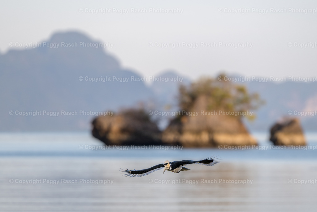 Thailand_Hornbills_2025 (18) | PeggyRaschPhotography - Realisiert mit Pictrs.com