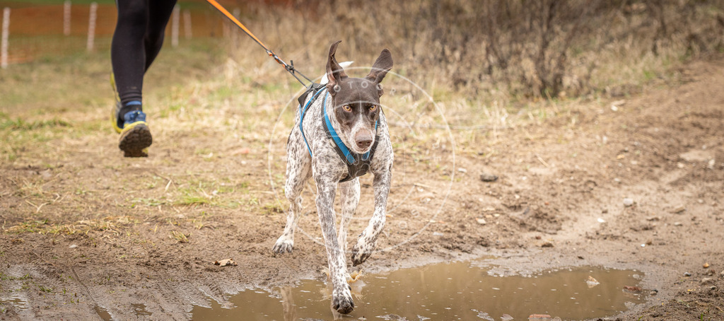 DV3A2163 | Hundefotografie, Tierfotograf, Pfotenfotografie, Fotoshooting Hund, Hunde Portrait, Hundesport, Hundeportraits, Heideshooting, Hunde, Sportfotograf, Hundefotograf, Turnierhundsport, THS,  - Realisiert mit Pictrs.com