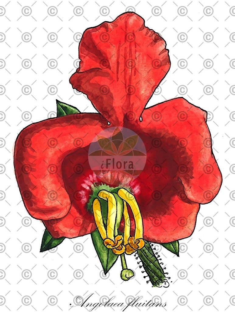 HistAbb_wfo-0000536542_33_ENZY_Simple | Historische Abbildung von Angolaea fluitans - Podostemaceae | Historical Illustration of Angolaea fluitans - Podostemaceae