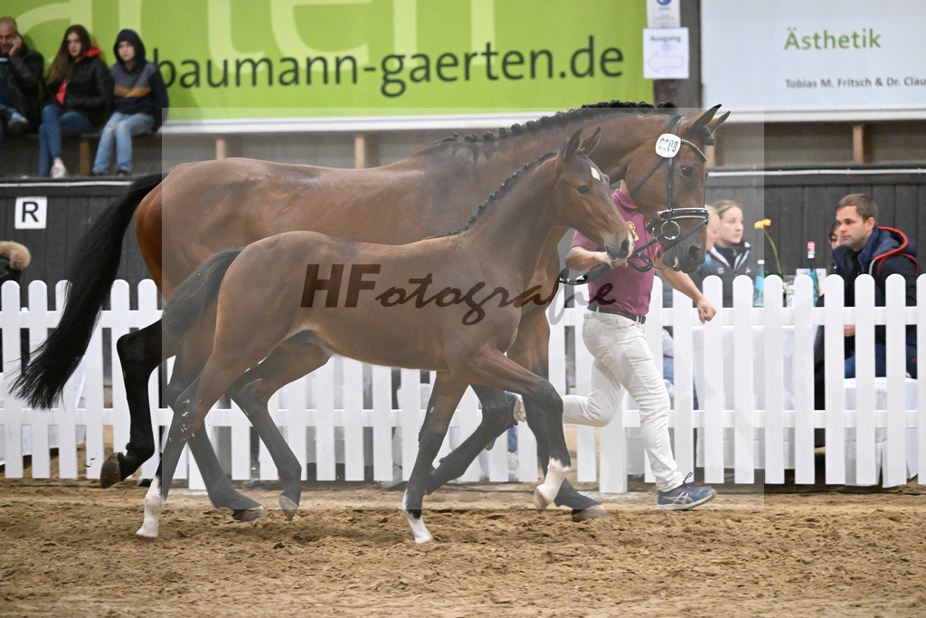 Fohlenauktion Next Chance_49220593 | hf-fotografie - Realisiert mit Pictrs.com